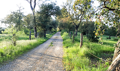 Medinyà - Vall-llobera